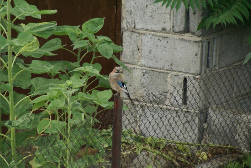 DSC04994